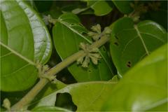 Glochidion tomentosum